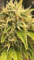 Seed Junky Genetics Wedding Cake Bx1 - ein Foto von Delirium