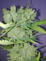 Seedmakers Seeds Auto Critical - ein Foto von txnii