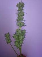 Seedmakers Seeds Auto Critical - ein Foto von txnii