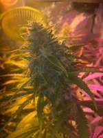 Seedmakers Seeds Critical - ein Foto von Cultiveta420