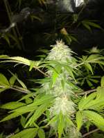 Seedmakers Seeds Jack Widow - ein Foto von tencer