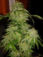 Seedmakers Seeds Jack Widow - ein Foto von tencer