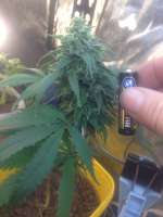 Bild von johnnyweedseed (Malawi Gold)