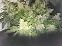 Seedsman Auto Blue Cush - ein Foto von PriestSmiler