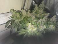 Seedsman Auto Blue Cush - ein Foto von PriestSmiler