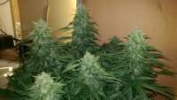 Seedsman Auto Deep Blue - ein Foto von Tomliboo