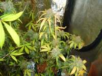 Bild von kyuss (Auto White Widow)