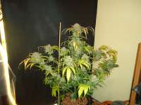 Bild von kyuss (Auto White Widow)