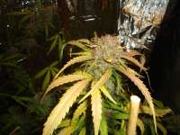 Seedsman Auto White Widow - ein Foto von kyuss