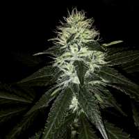 Bild von Dreadheadgrower (Bruce Banger)