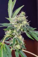 Seedsman California Orange - ein Foto von Mortadelo