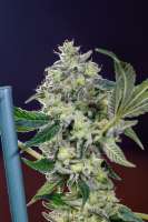 Seedsman California Orange - ein Foto von Mortadelo