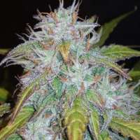 Seedsman Green Crack Auto - ein Foto von zoobzoob23