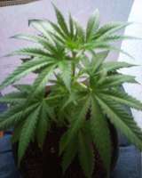 Bild von indica2me (Hash Passion)