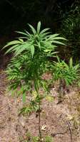 Seedsman Hawaiian Skunk - ein Foto von Cannabis1