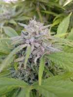 Seedsman Mama Mia - ein Foto von admin