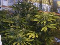 Seedsman Nemesis - ein Foto von wisp1a