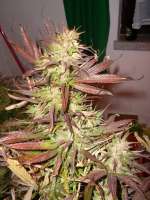 Bild von Dunkelhut6 (Skunk Haze)