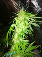 Bild von drsizzurp69 (Swazi Skunk)