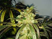 Bild von shicko (White Widow)