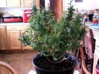 Seedsman White Widow - ein Foto von solidbuds