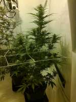 Bild von hemp47 (Big Bud)