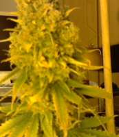 Bild von sievers (Big Bud)