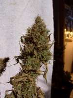 Bild von mrnicex (Big Bud)