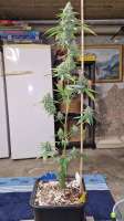 Bild von Weed420Haze (Big Bud)