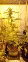 Bild von Weed420Haze (Big Bud)