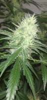 Sensi Seeds Black Domina - ein Foto von SilentwooD