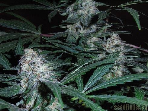 Sensi Seeds Black Domina