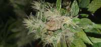 Bild von herbiegrowsbananas (Black Domina)