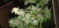 Bild von herbiegrowsbananas (Black Domina)