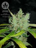 Bild von pineappleltd (Black Domina)