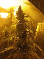 Sensi Seeds California Indica - ein Foto von 369369