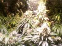 Bild von Renegade (California Indica)