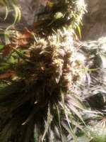 Bild von Renegade (California Indica)