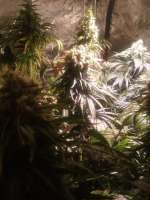 Bild von Renegade (California Indica)