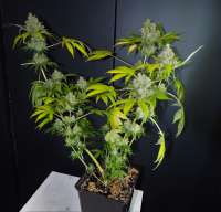 Sensi Seeds Durban - ein Foto von hazerael