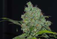 Sensi Seeds Durban - ein Foto von hazerael