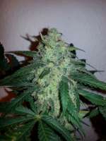 Bild von verticaldown (Early Skunk)