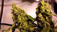 Sensi Seeds Ed Rosenthal Super Bud - ein Foto von hoppmann