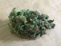 Bild von Growgod [Hindu Kush]