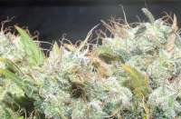 Bild von hemp47 (Jack Herer)