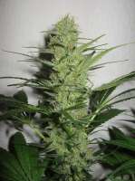 Bild von admin (Jack Herer)