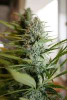 Sensi Seeds Marleys Collie - ein Foto von mrnicex