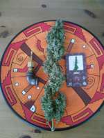 Sensi Seeds Michka - ein Foto von Falconresearch