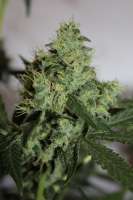 Bild von hempi (Northern Lights Nr5 X Haze)