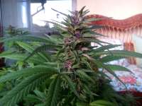 Bild von kiefKingdom (Northern Lights Nr5 X Haze)